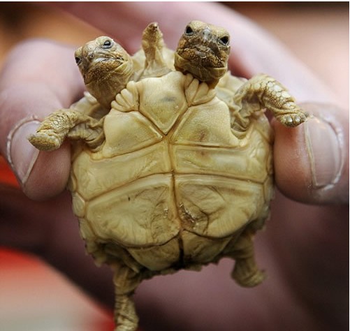 奇趣动物 世界上的奇怪生物集合（图）